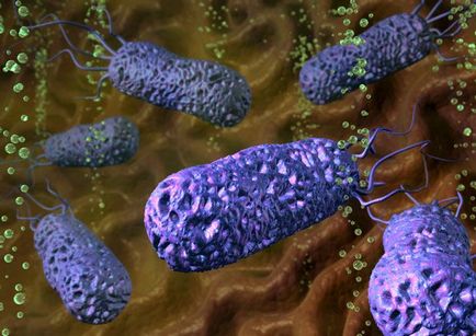 Bacteriile sub microscop (13 fotografii)