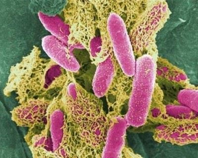 Bacteriile din intestine de valoarea rolului lor în digestie umane