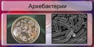 Bacteriile din intestine de valoarea rolului lor în digestie umane