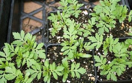 Marigolds în creștere din semințe atunci când plantate în teren deschis