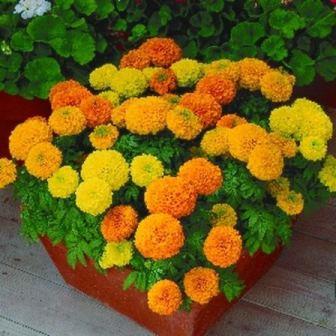 Marigolds în creștere din semințe atunci când plantate în teren deschis