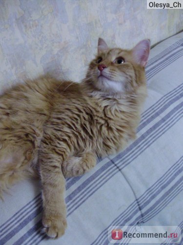 pisici de rasa si Metis - „liligronka de pisica stabilit în inimile noastre pentru totdeauna