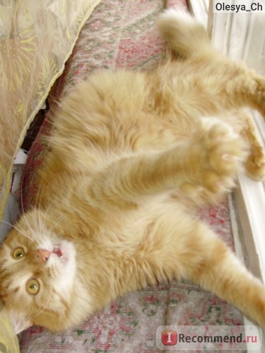 pisici de rasa si Metis - „liligronka de pisica stabilit în inimile noastre pentru totdeauna