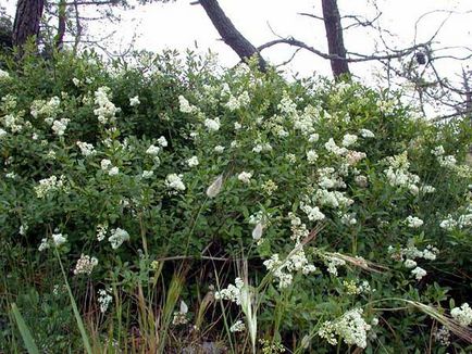 plantare și îngrijire Ligustrum vulgare