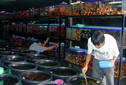 De afaceri pentru piscicultura acvariu și vânzarea de pești de acvariu