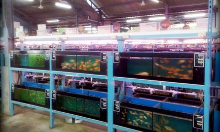 De afaceri pentru piscicultura acvariu și vânzarea de pești de acvariu