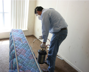 Puricii în apartament - ce să facă cum să obțineți puricii de apartament