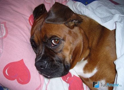 Descriere Boxer câine rasa, catelus pret (câine) Descriere Boxer rasa de câine, pret catelus