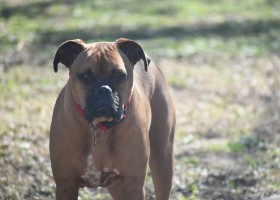 Descriere Boxer câine rasa, catelus pret (câine) Descriere Boxer rasa de câine, pret catelus