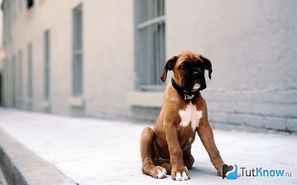Descriere Boxer rasa de câine, pret catelus (pret) Descriere Boxer rasa de câine, pret catelus