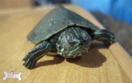 Boala de ochi krasnouhih broască țestoasă simptome și tratament