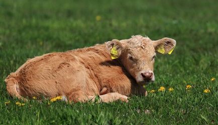 Boli vitei si tratamentul bolilor descrierea