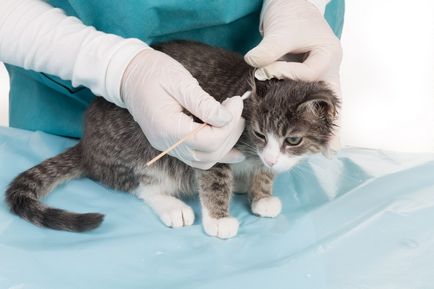 Boli ale urechilor la pisici - imagine, simptome și tratament