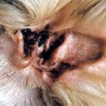 Boli ale urechilor în simptome pisici și tratament de fotografii, semne de boli ale urechii la pisici si pisoi, kotizm