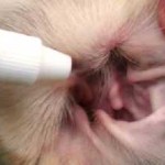 Boli ale urechilor în simptome pisici și tratament de fotografii, semne de boli ale urechii la pisici si pisoi, kotizm