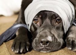 Boli ale urechii la câini