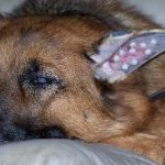 Boli ale urechii la câini și simptome de tratament, fotografie, semne, casa de câine