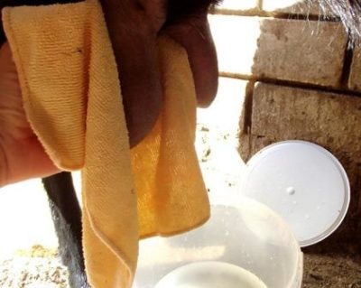 Negi privind tratamentul ugerului vacii și ce să facă, cum să ajungi la mulsul