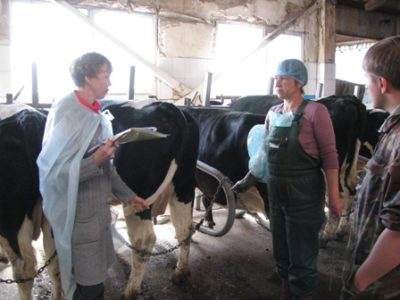Negi privind tratamentul ugerului vacii și ce să facă, cum să ajungi la mulsul