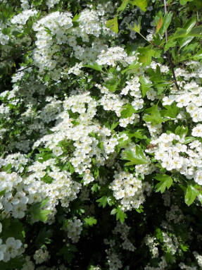 Hawthorn - vechi remediu