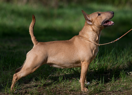 Descrierea detaliată a rasei Bull Terrier cu fotografii și video