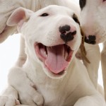 ingrijire Bull Terrier, de boală și de formare, caracterul și preț