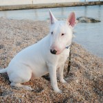 ingrijire Bull Terrier, de boală și de formare, caracterul și preț