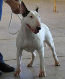 Bull Terrier Caracteristici de rasa, istorie, fotografii și recenzii ale proprietarilor