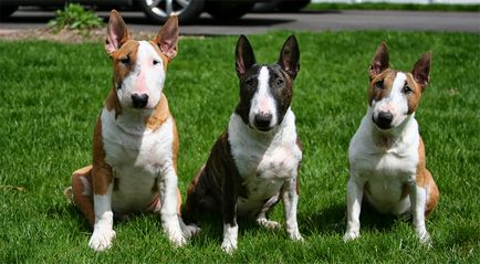 Bull Terrier Caracteristici de rasa, istorie, fotografii și recenzii ale proprietarilor