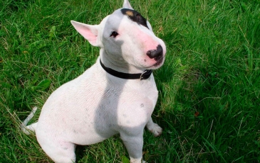 Bull Terrier Caracteristici de rasa, istorie, fotografii și recenzii ale proprietarilor