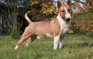 Bull Terrier Caracteristici de rasa, istorie, fotografii și recenzii ale proprietarilor