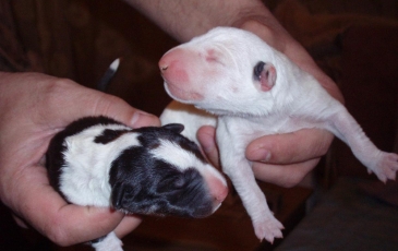 Bull Terrier Caracteristici de rasa, istorie, fotografii și recenzii ale proprietarilor