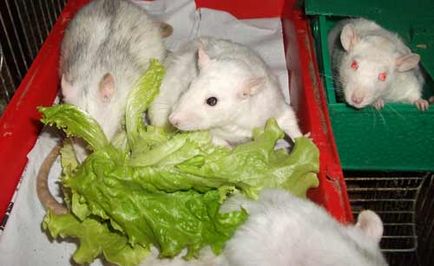 Ce să se hrănească un șobolan decorativ la domiciliu