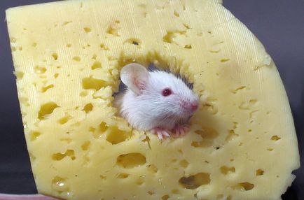 Ce să se hrănească un șobolan pentru animale de companie