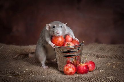 Ce să se hrănească un șobolan pentru animale de companie