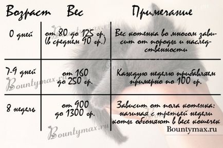 Furajul pisoi (furaje) Ce să se hrănească un pisoi