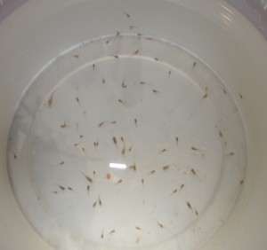Ce pentru a hrăni guppy pestisori, carasi acasă (hrană pentru animale) Ce pentru a hrăni guppy prăjește, acasă carasi
