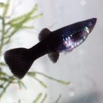Ce pentru a hrăni guppy pestisori, carasi casa (pește) Ce pentru a hrăni guppy prăjește, acasă carasi