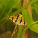 Ce pentru a hrăni guppy pestisori, carasi acasă (hrană pentru animale) Ce pentru a hrăni guppy prăjește, acasă carasi