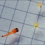 Ce pentru a hrăni guppy pestisori, carasi casa (pește) Ce pentru a hrăni guppy prăjește, acasă carasi