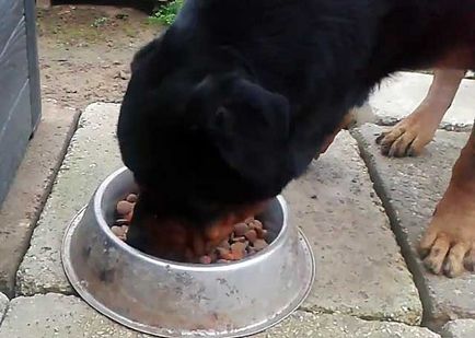 Ce să se hrănească un Rottweiler, cum să se hrănească Rottweiler (foto)