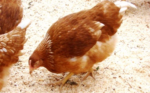 Nevoia de a hrăni găinile ouătoare la sfaturi și trucuri de acasă