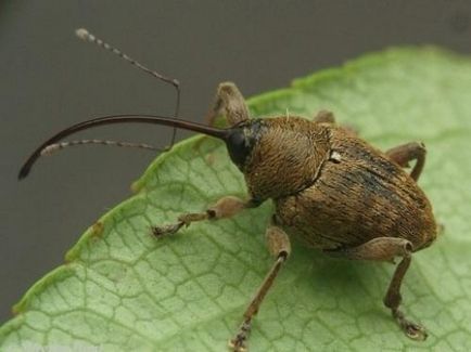 Gândacii sunt periculoase, lupta împotriva și prevenirea curculionoidelor