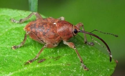 Gândacii sunt periculoase, lupta împotriva și prevenirea curculionoidelor