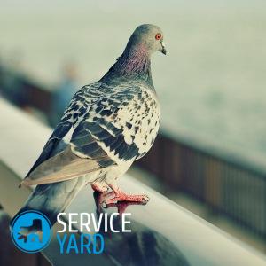 Porumbeii otravă, serviceyard-confortul de acasă la îndemână