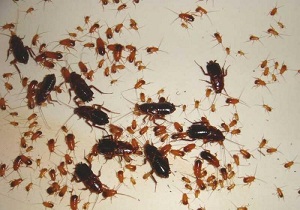 Gândacii otravă într-un apartament pe propriile lor droguri și remedii populare