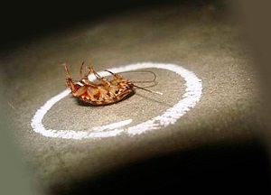 Gândacii otravă într-un apartament pe propriile lor droguri și remedii populare