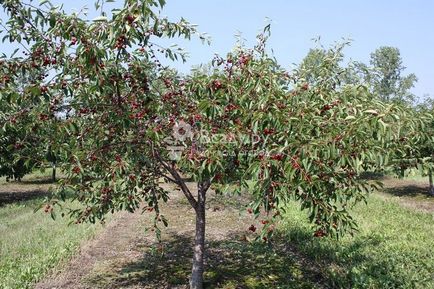 Cherry - plantarea și îngrijirea de udare, plivit, tăierea