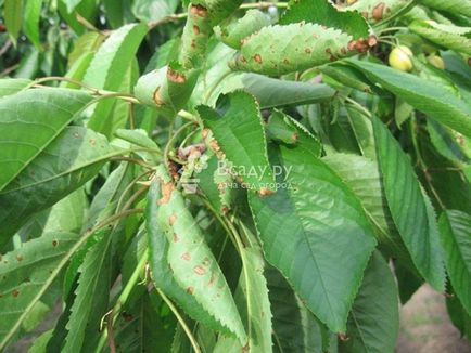Cherry - plantarea și îngrijirea de udare, plivit, tăierea