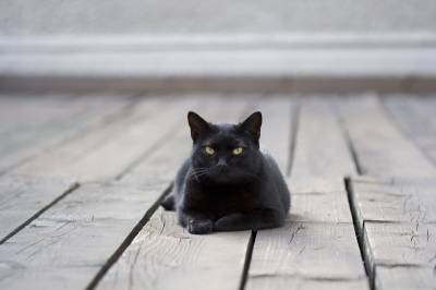 semne pisică neagră și superstiții